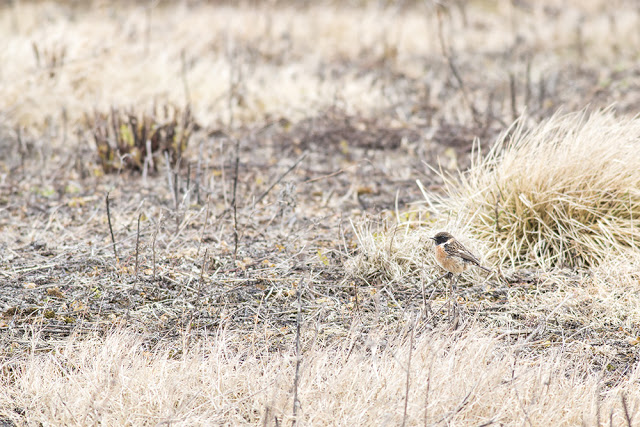 Male Stonechat on the Ground