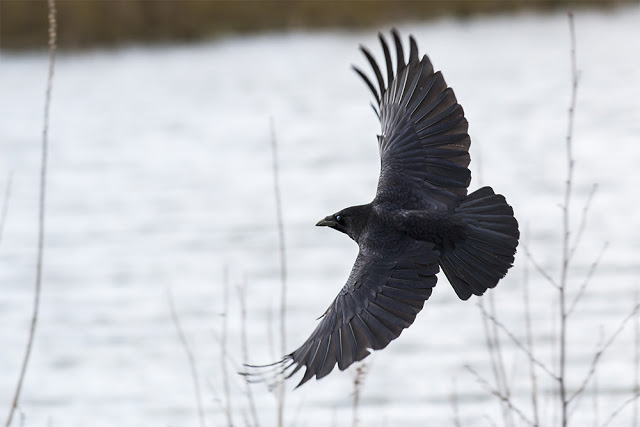 Carrion Crow Taking Off