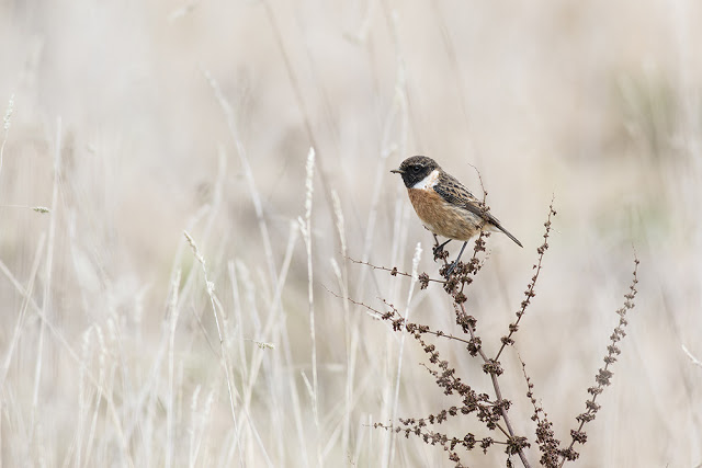 Male Stonechat (My top pic of the day)