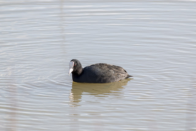 Common Coot in Front of Aqueduct Hide