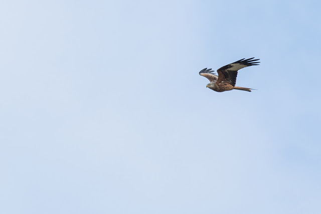Red Kite moving in
