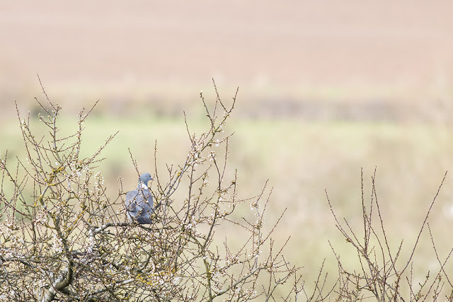 Wood pigeon in the blossom