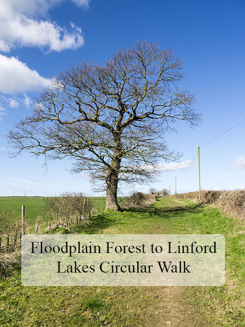 Floodplain Forest to Linford Lakes Circular Walk