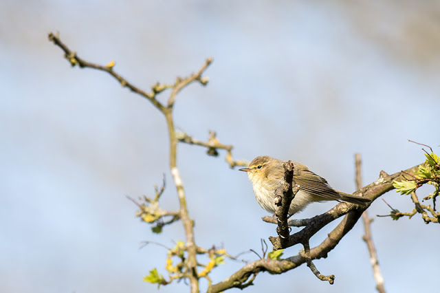 Chiffchaff Singing for the top of a tree.