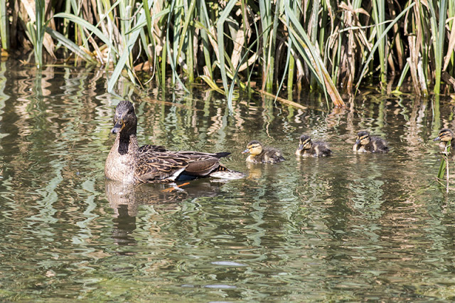 Mallard and Ducklings