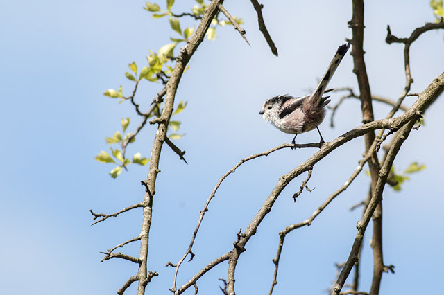Long-tailed Tit looking for nesting material 2