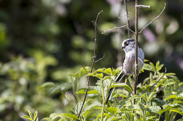 Long-tailed Tit looking for nesting material 3