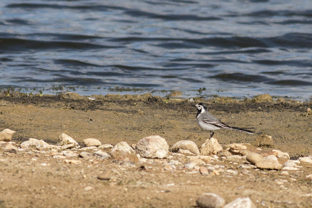 Pied or White Wagtail?
