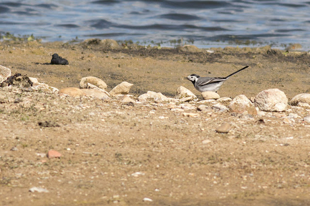 Another view of the pied/white wagtail
