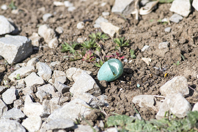 Fallen Egg