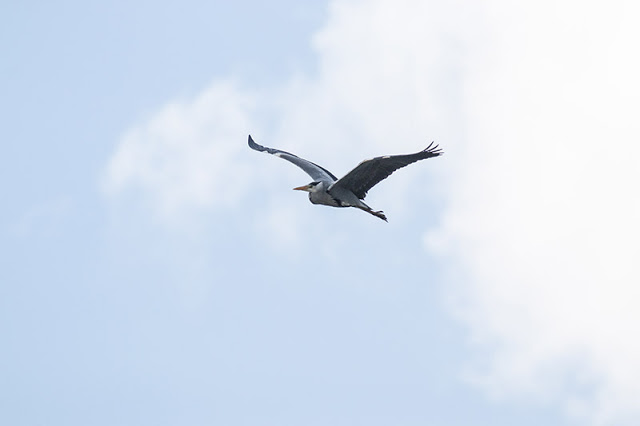 Snow in April - Grey heron in flight