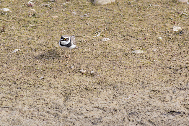 The 2nd of the two Little Ringed Plover