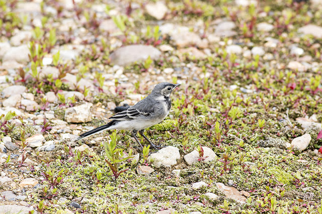Young Pied Wagtail