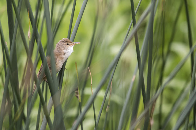 Reed Warbler running through his scratchy song