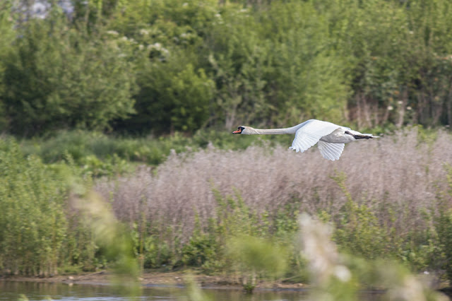 Flat White Skies - Mute Swan in flight