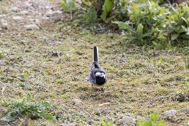 Female Pied Wagtail waiting for her man