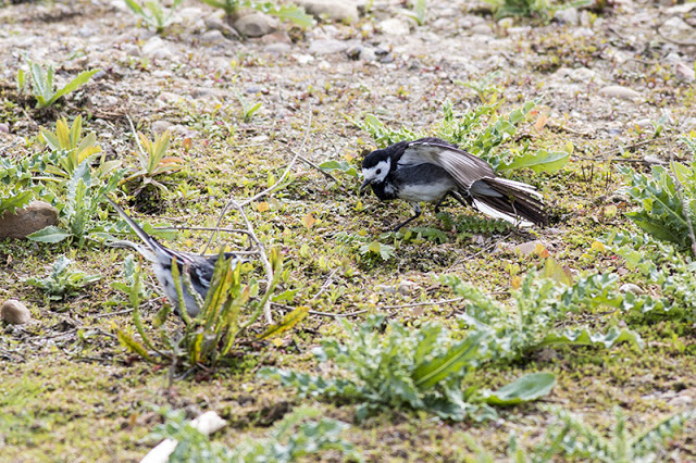 Contortions - Pied Wagtail Display