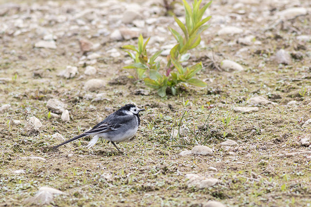 Female Pied Wagtail