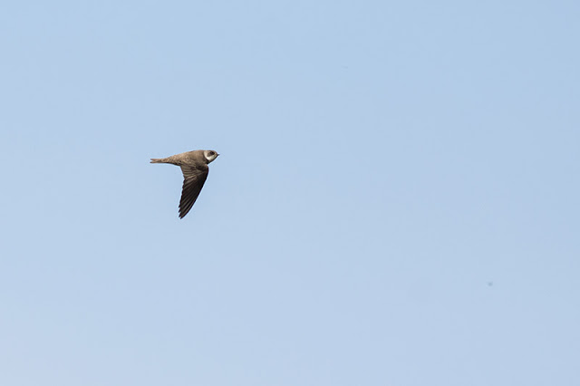 Fly By Sand Martin