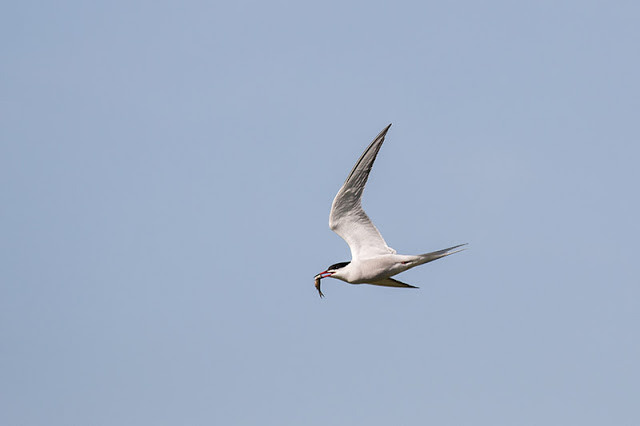 Common Tern with Perch