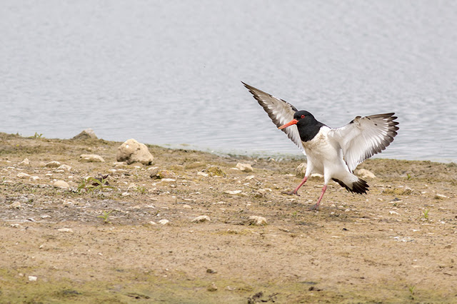 Coming in to Land - Oystercatcher