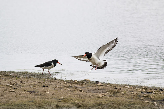 Joining in - Oystercatcher