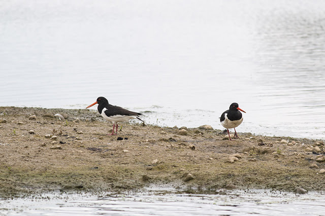 Pair of Oystercatcher at Floodplain Forest Nature Reserve