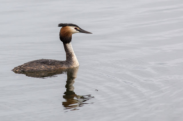 Close up Great Crested Grebe