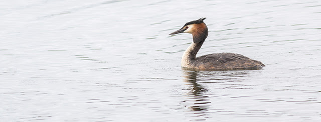 Swimming Great Crested Grebe