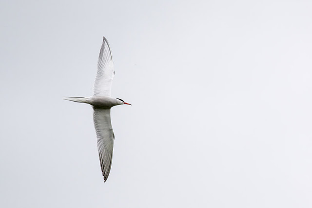 Banking Common Tern