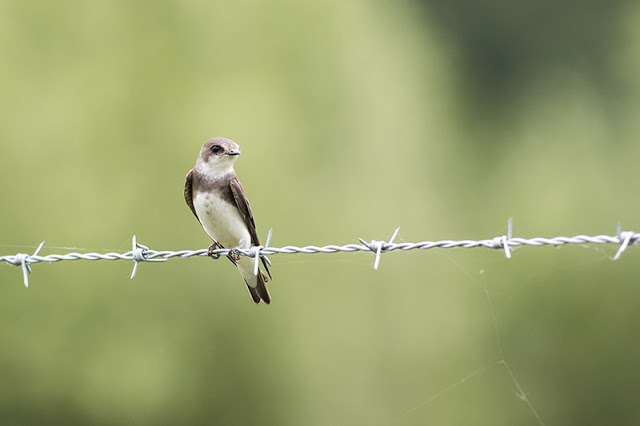 Sand Martin on barbed wire