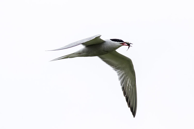 Fish carrying Common Tern