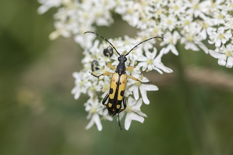 Yellow & Black Longhorn Beetle