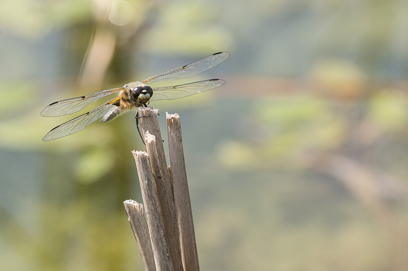 Four Spotted Chaser head on