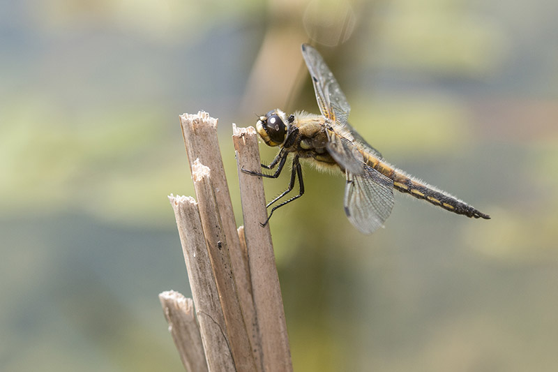Closer capture of Four Spotted Chaser (they liked this perch)