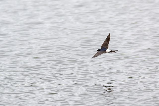 House Martin over water