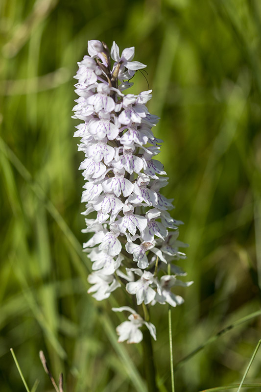 Possibly Common Spotted Orchid?