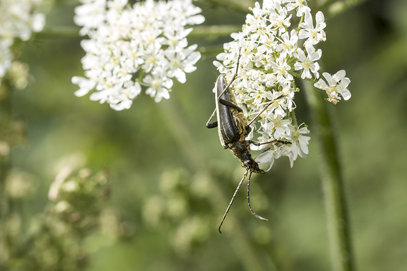 Another view of the Variable Longhorn Beetle