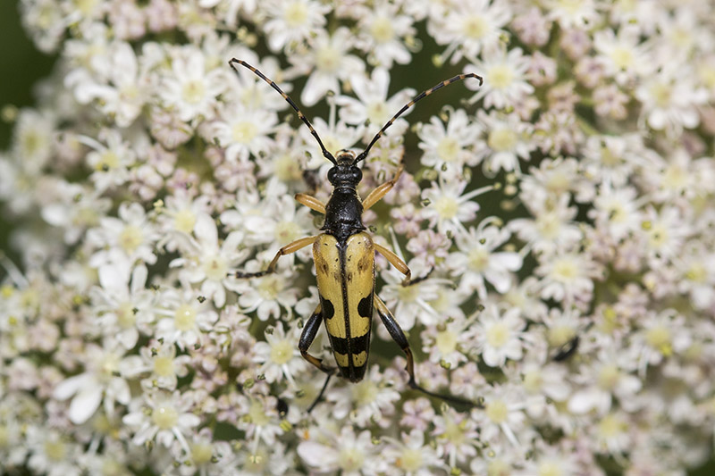 Another shot of the Black & Yellow Longhorn
