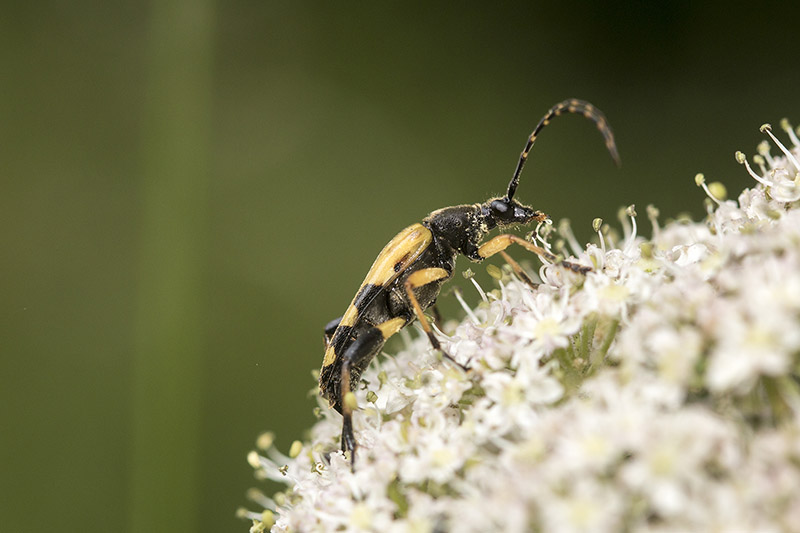 Side view of Black & Yellow Longhorn Beetle