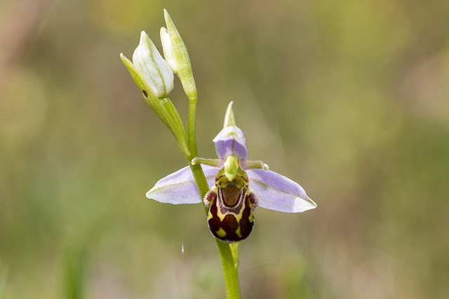 Stonepit Fields - Bee Orchid