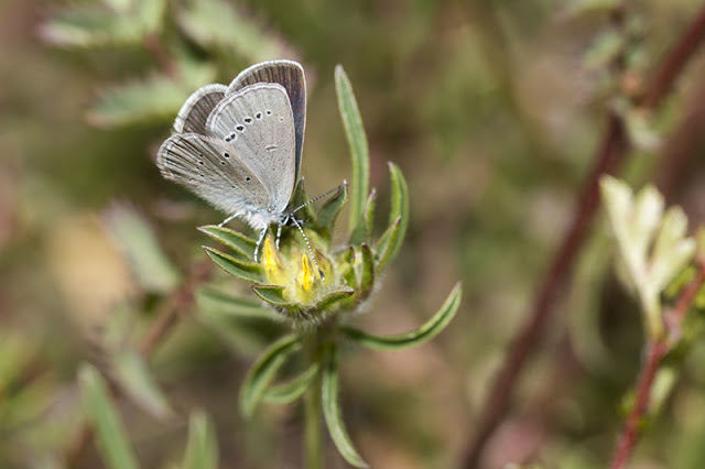 Small Blue Butterfly Underwing markings