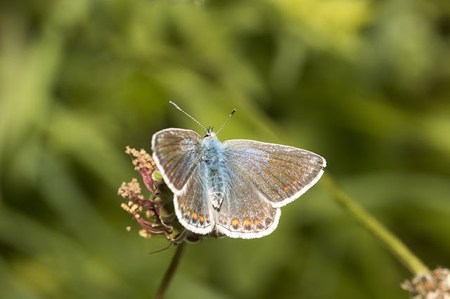Common Blue Butterfly (female)