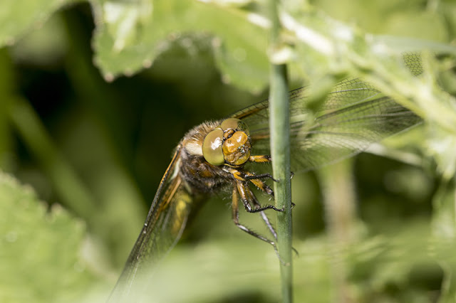 Face on Broad Bodied Chaser