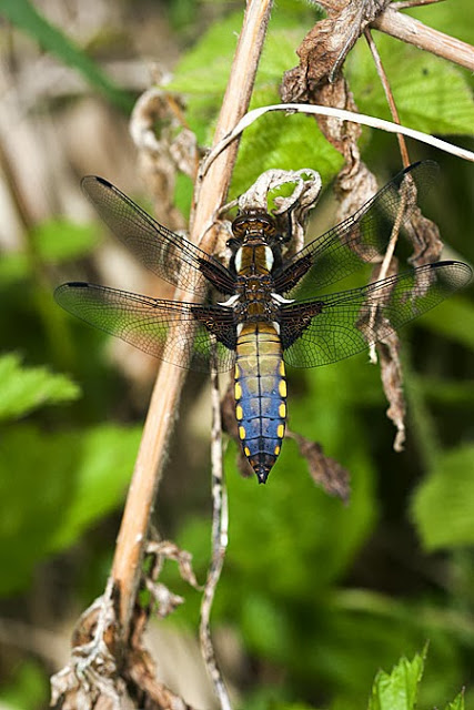 Broad-Bodied Chaser Male (Libellula depressa) photographed in Linford Wood, Milton Keynes (2012)