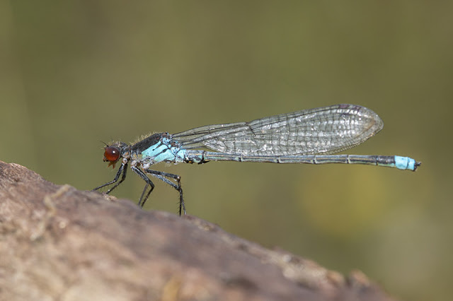 Full on side view of Red-Eyed Damselfly