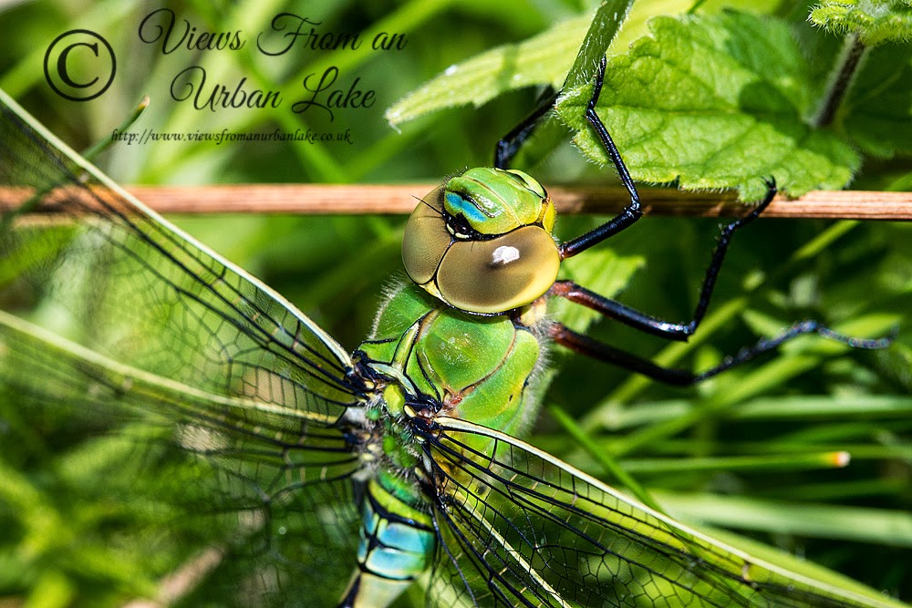 Emperor Dragonfly (Anax imperator) Photographed in Loughton Valley Park, Milton keynes (2014)