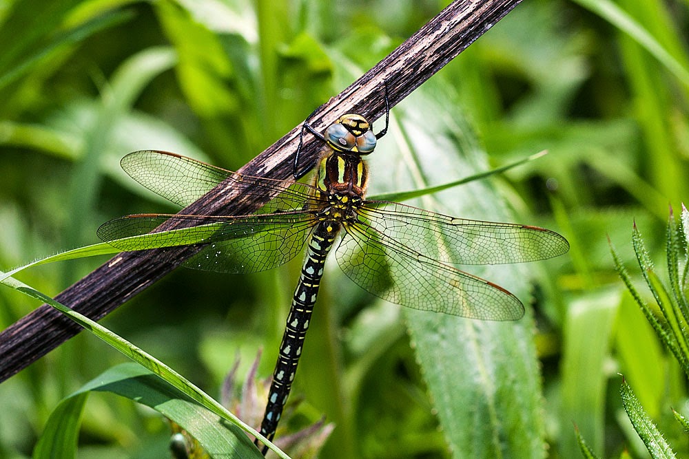 Hairy Dragonfly (Brachytron pratense), Photographed in Bancroft Park, Milton Keynes, 2014