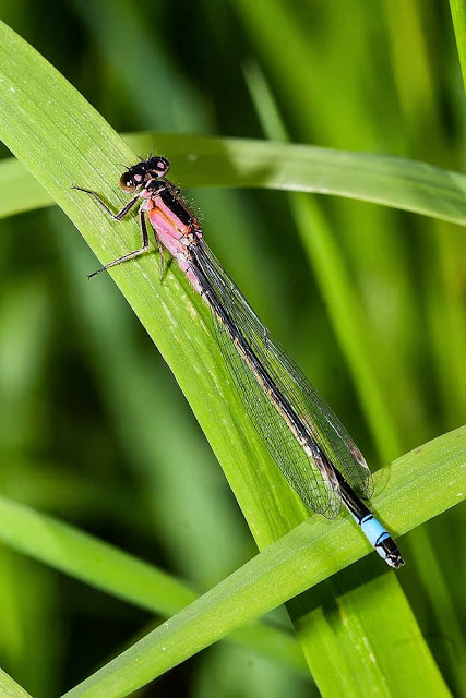 Blue-tailed Damselfly female of the rufescens colour form (Ischnura elegans) at rest, photographed on lodge lake, Milton Keynes, 2013