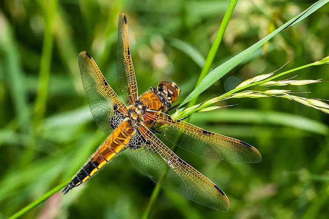 Four-Spot Chaser Male (Libellula quadrimaculata) Photographed in Loughton Valley, Milton Keynes 2013